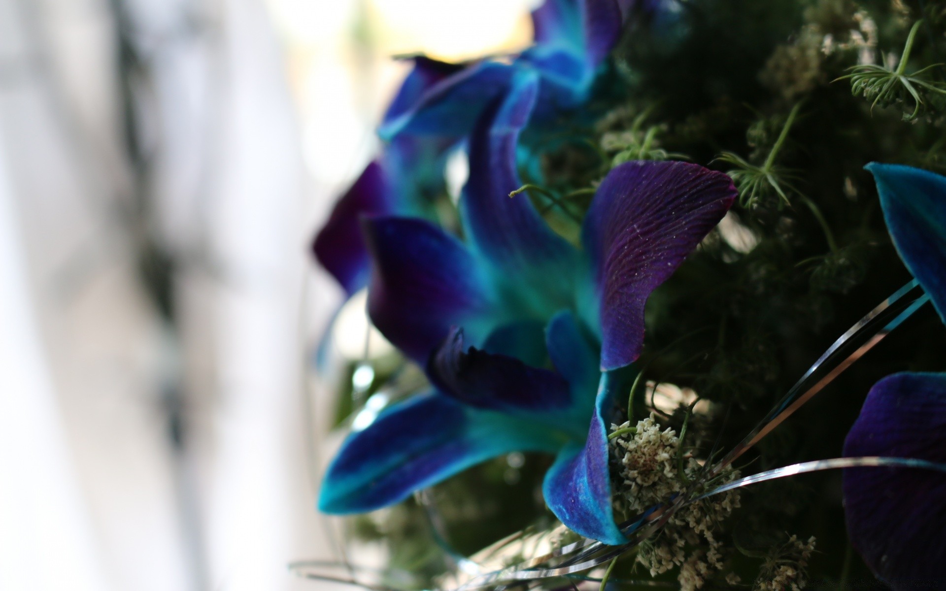 flowers flower nature color bright flora leaf beautiful blur garden summer light outdoors