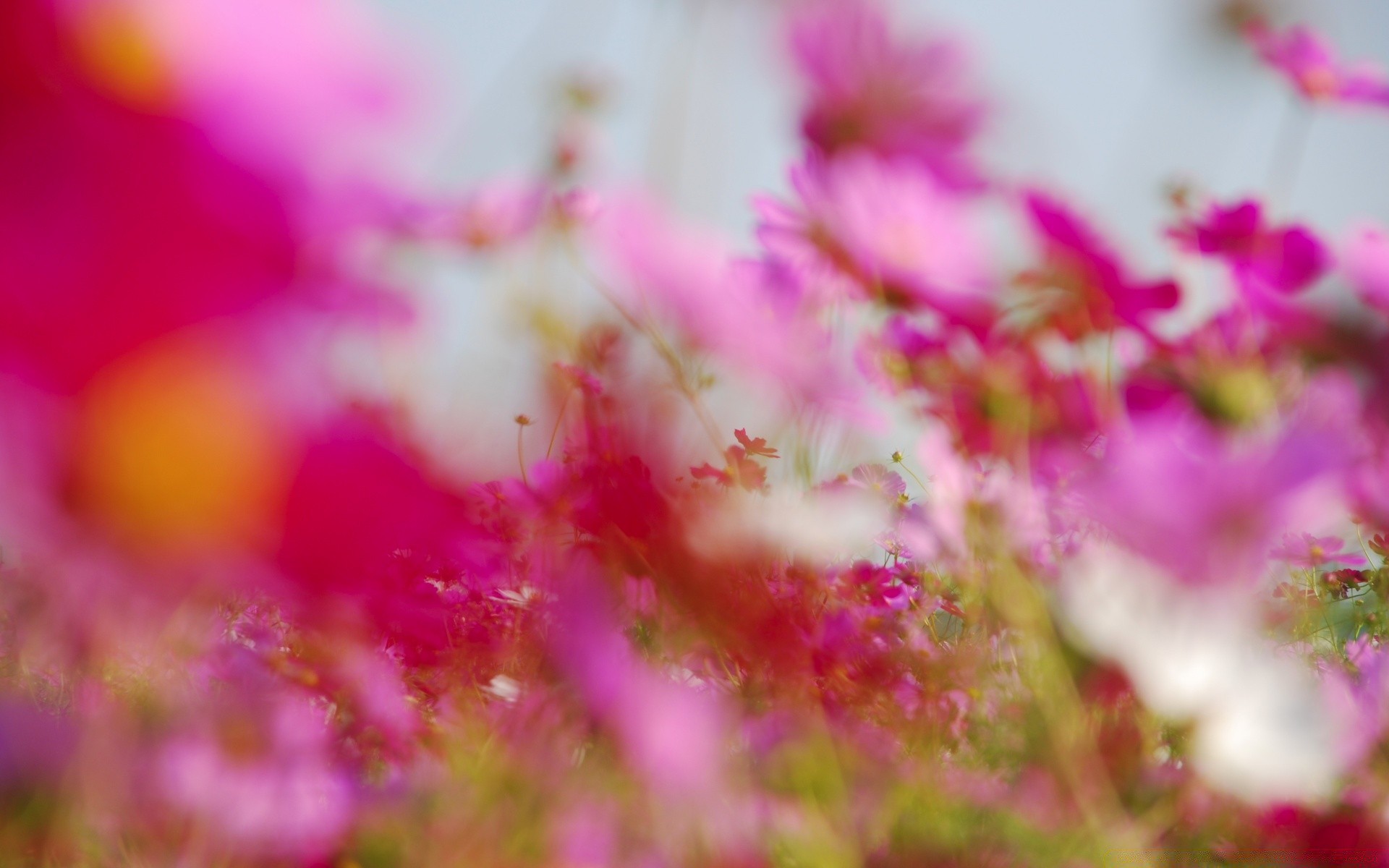 blumen natur blume farbe flora hell garten sommer schön blumen hell saison schließen desktop blatt blühen sonne feld blütenblatt gutes wetter dekoration