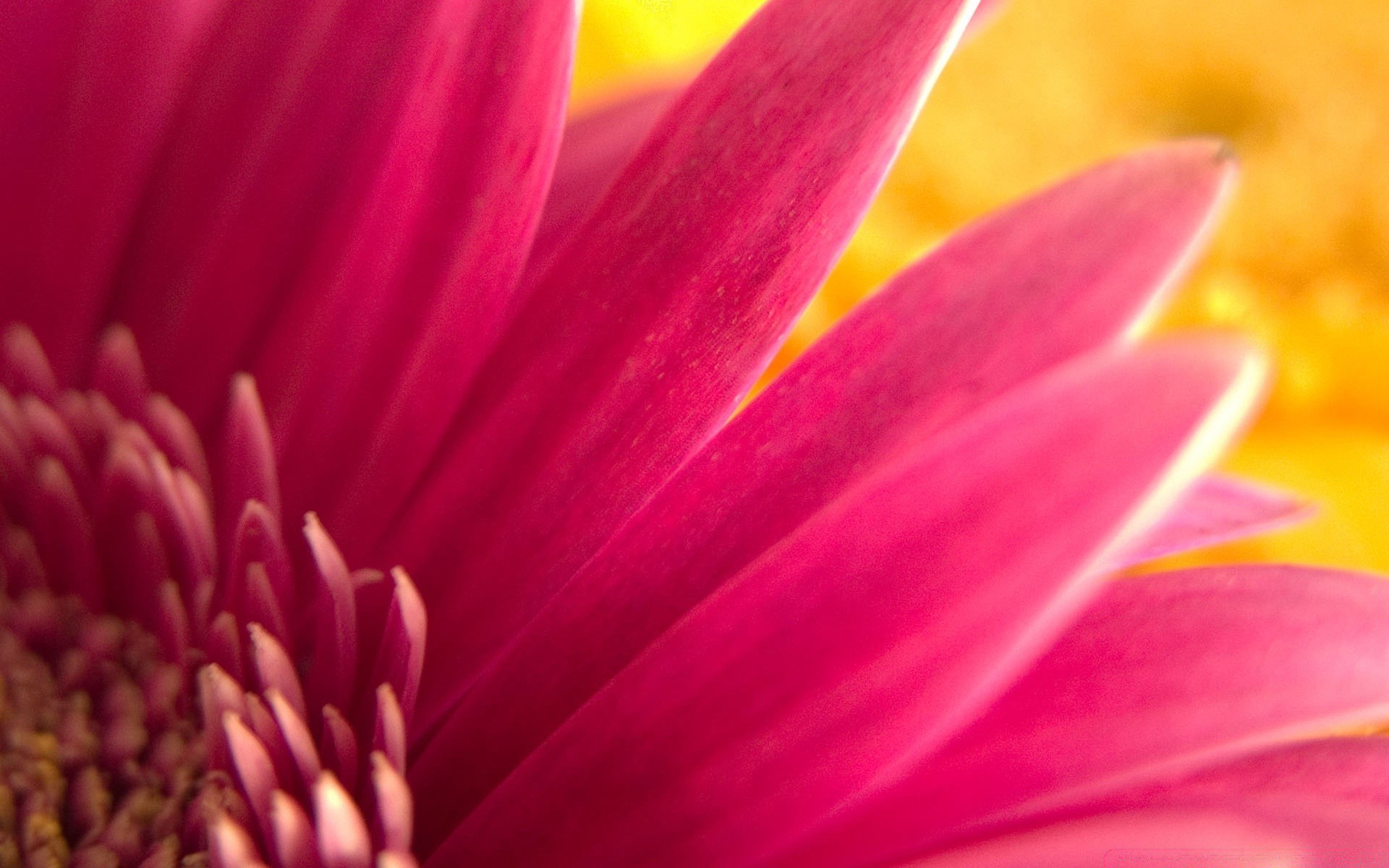 flowers flower nature garden flora summer color beautiful petal bright blooming delicate dew leaf blur botanical close-up floral