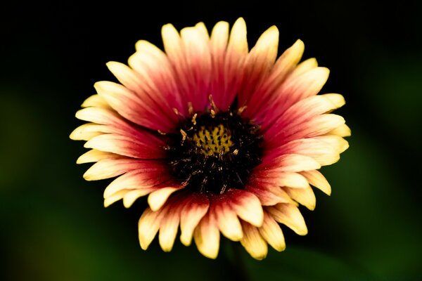 Hermosa flor de verano en la naturaleza