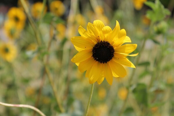 Gelbe Blume auf verschwommenem Hintergrund