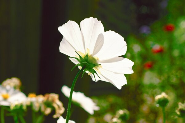 Ein Sommertag und eine Blume im Blumenbeet