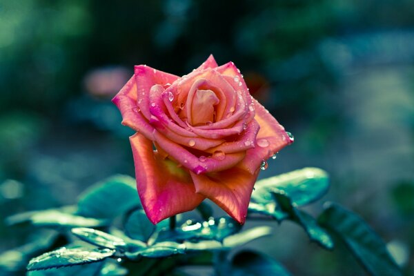 Symbole de la tristesse rose rouge