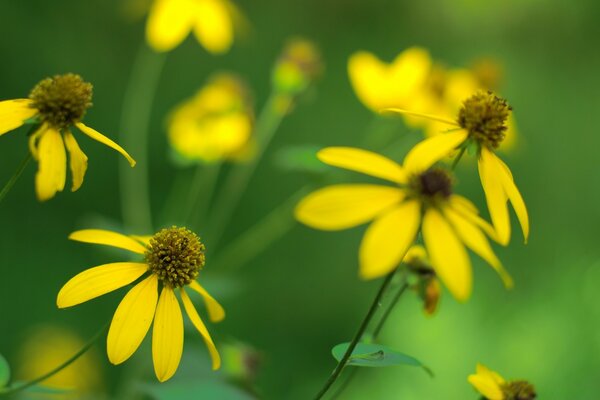 Gelbe Blüten ziehen zur Sonne