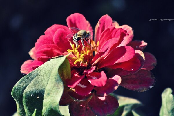 Bienen brauchen Blumen, Bienen brauchen Blumen