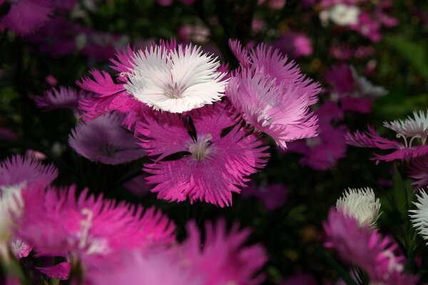 Die Natur ist der beste Künstler für Blumen