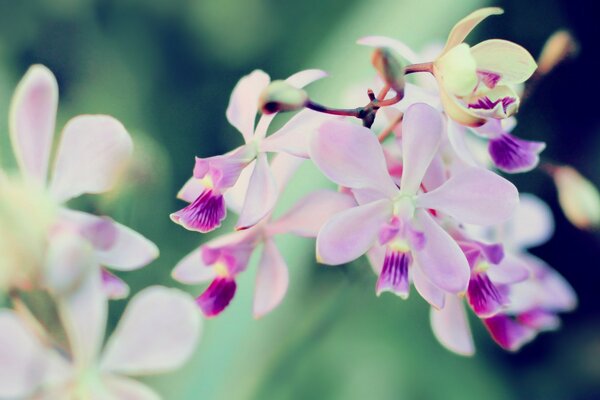 Le orchidee nella palude non sono ancora fiorite, Signore