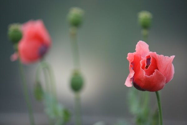 Fleur inhabituelle rose à droite sur le même fond flou