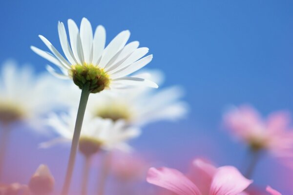 Pink and white daisies on a blue sky background