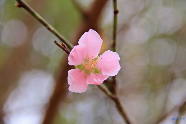 Pink flower on a branch close-up