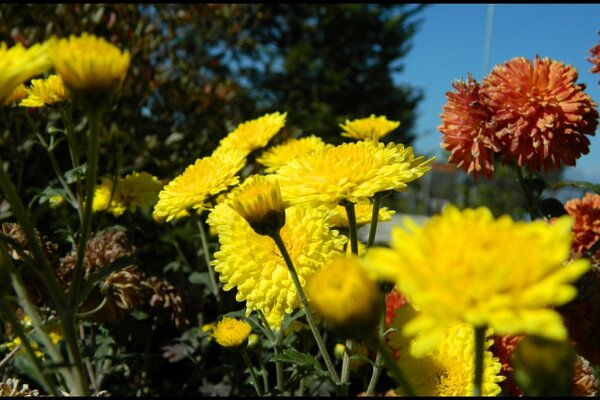 Blumenbeet aus verschiedenen Blüten an einem klaren Tag