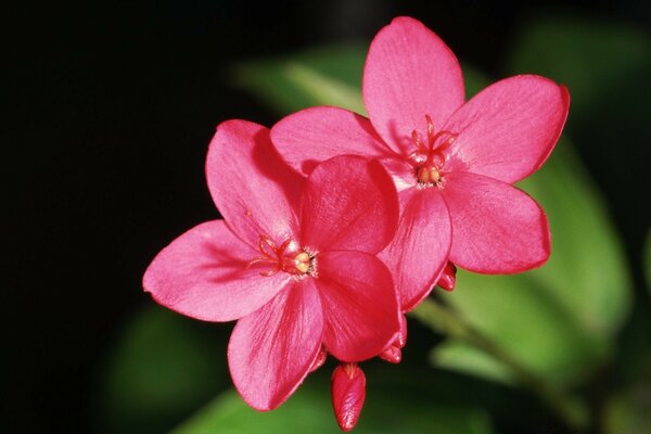 Pink Garden Flower