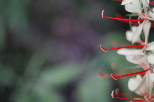 Estambres de flores blancas con reflejos