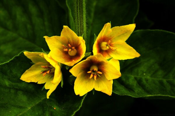 Yellow flowers with large leaves