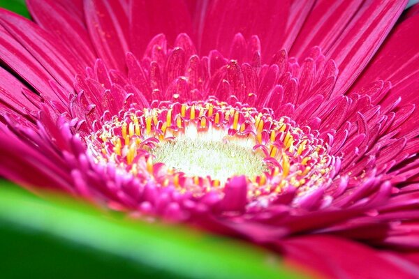 Macro de la grande fleur rose