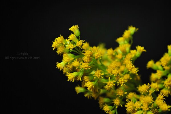 Spring awakening of mimosa on a black background