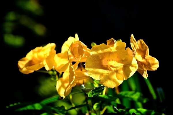 Flores do jardim com botões amarelos e hastes verdes