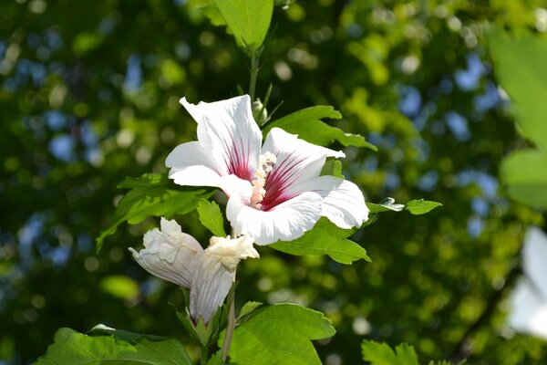 Classic white-pink hibiscus flower