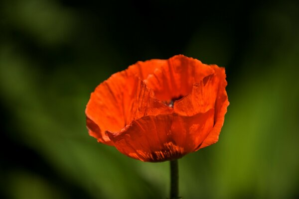 Coquelicot rouge solitaire dans le champ