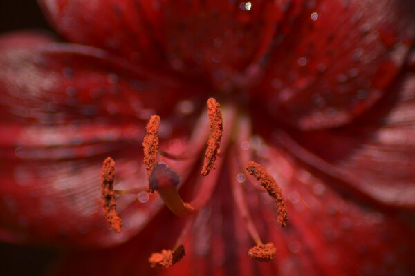 Flor roja de cerca