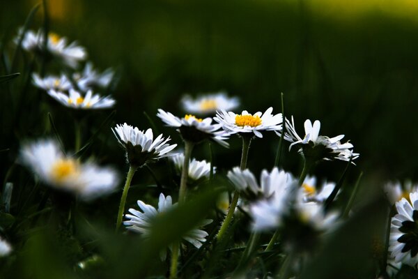 There are a lot of daisies and the background is blurred