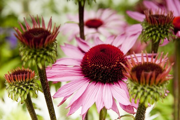 Juicy, bright spring flowers in the garden