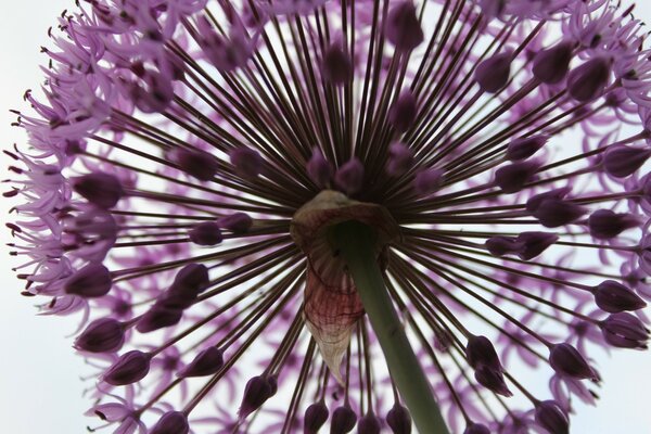 Fleur pourpre comme une boule sur fond blanc