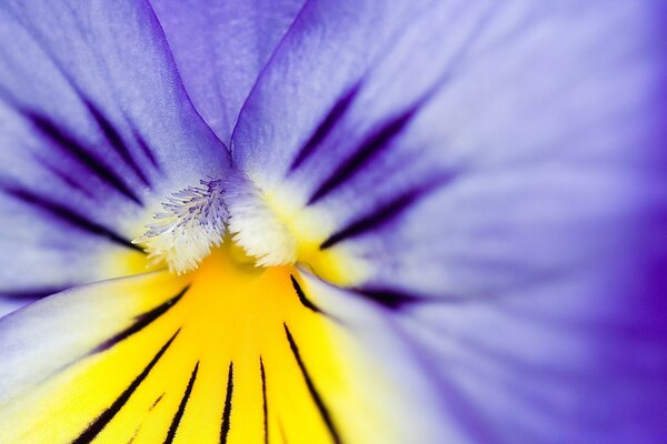 Das Makro der Blume. Staubblätter sind sichtbar