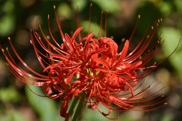 एक असामान्य लाल फूल की मैक्रो फोटोग्राफी