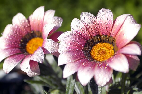 Eine Blume in Tautropfen im Garten