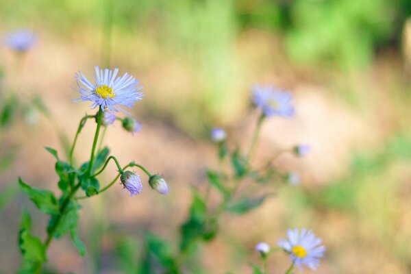 Unscharfe Aufnahme von Wildblumen