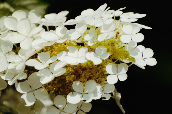 White nights, white flowers