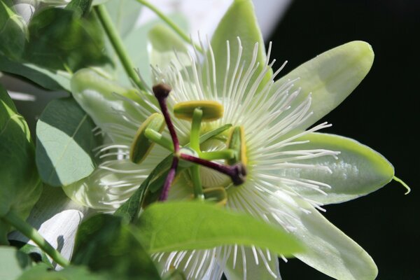 Una flor interesante e inusual en el invernadero