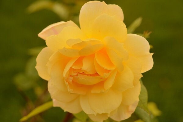 Gelbe Blume in der Natur auf grünem Hintergrund