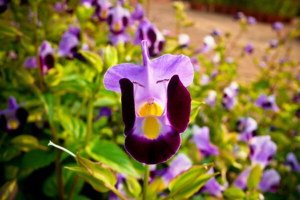 Purple irises in the early morning