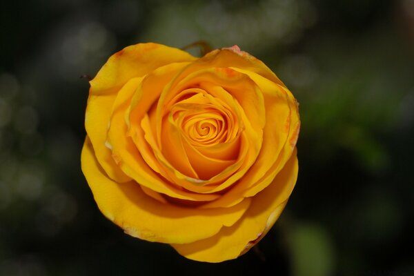 Yellow rose close-up