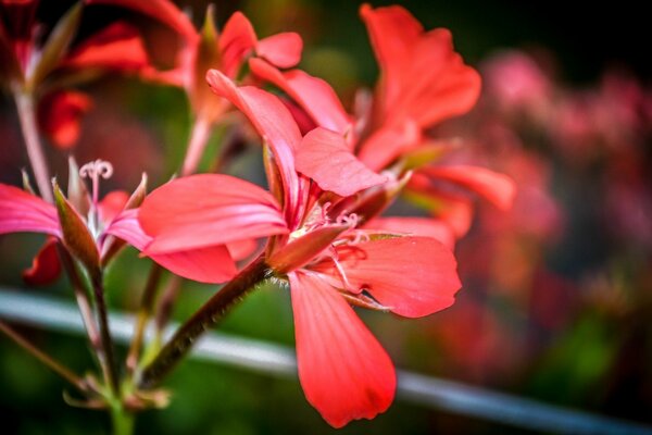 Fleur rouge néo-classique dans le jardin