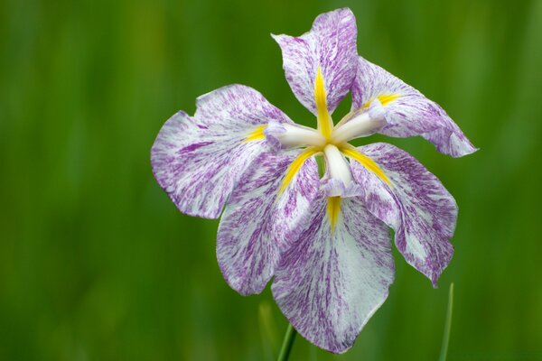 Iris panachés de couleurs délicates avec un milieu lumineux