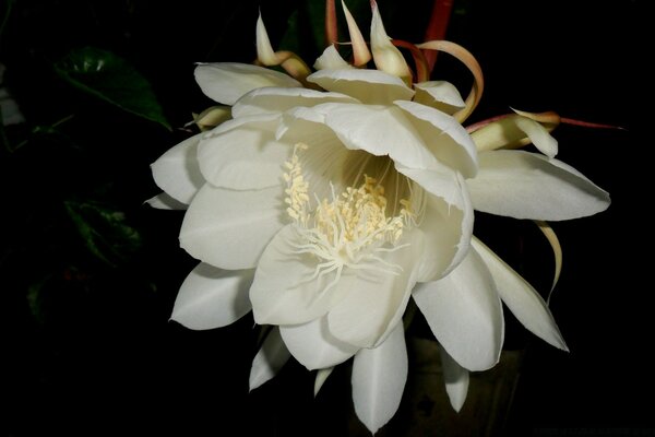 Beige flower on a black background