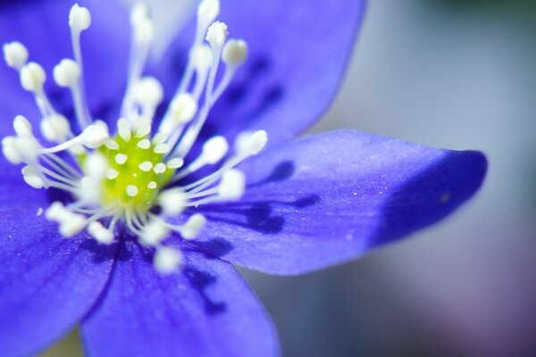 Fiore blu brillante con stami bianchi