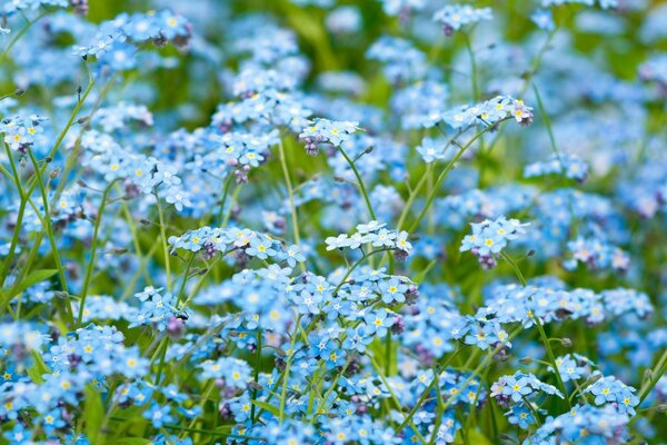 Nomeolvides azules en un campo verde