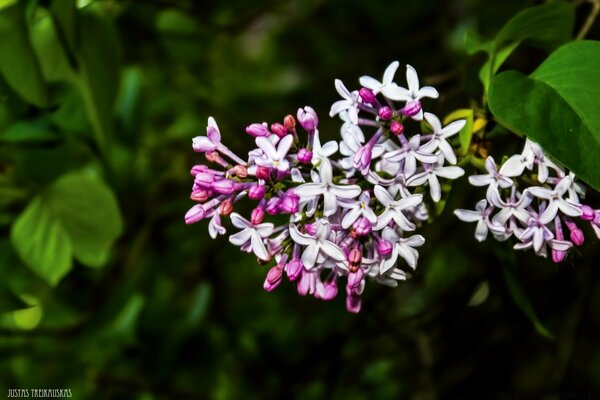 Kleine Blüten in der Natur