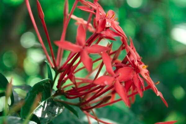 La natura crea un originale unico