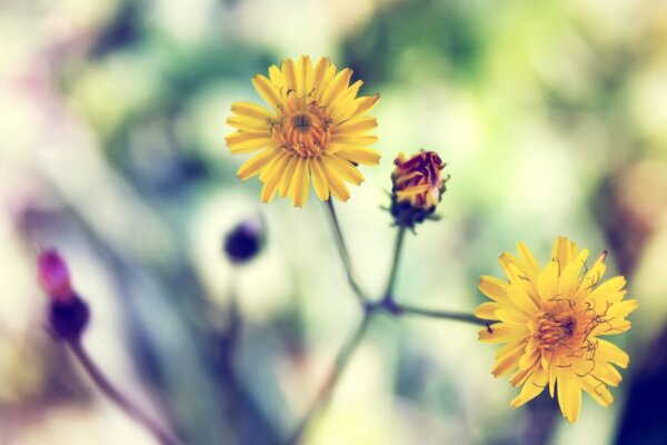 Gerahmtes Foto von gelben Blumen