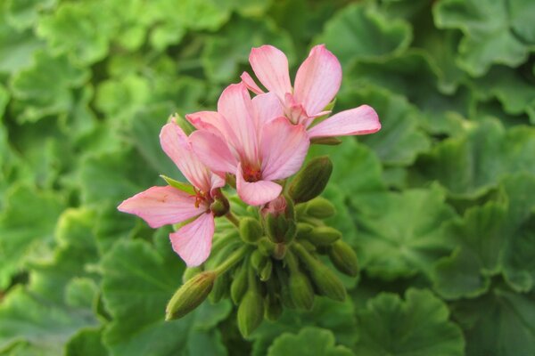 Le géranium fleurit et sent très longtemps