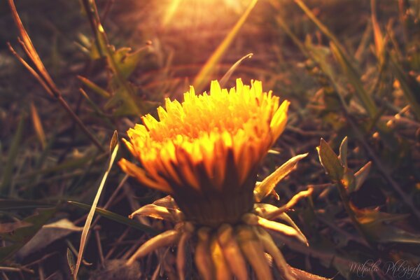 Yellow flower with sun rays