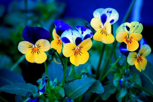 Flores de Verão Pansy