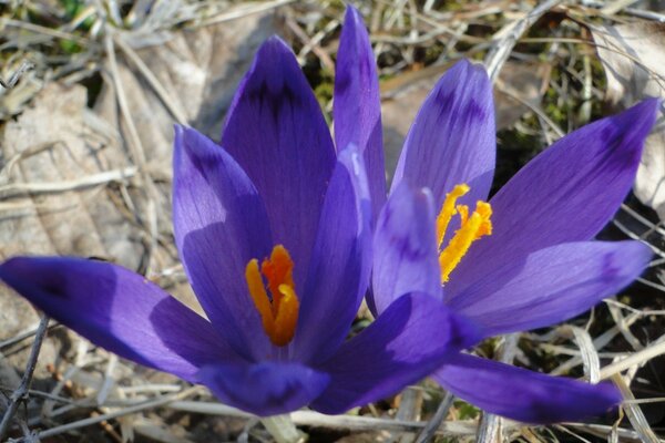 Purple crocuses in autumn grass