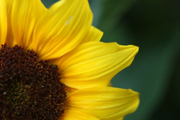 Flor de girasol exhibida para un Cuarto