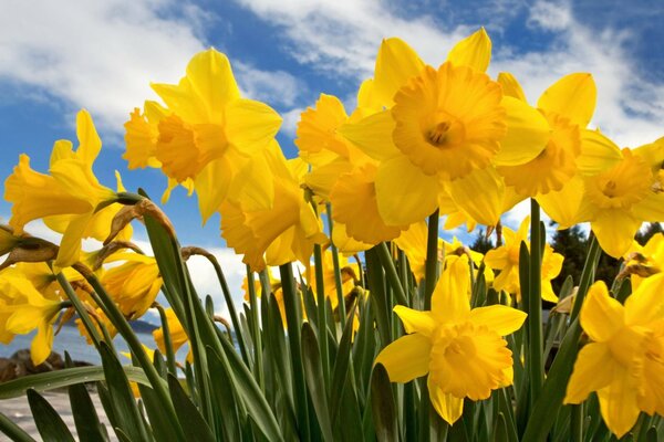 Jonquilles sur fond de ciel bleu